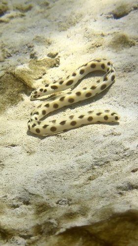 Myrichthys magnificus observed 2025-04-30