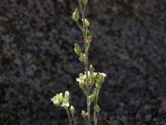 Draba californica
