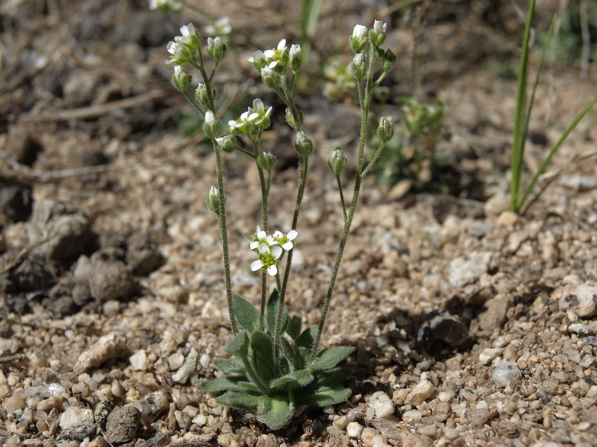 Draba californica
