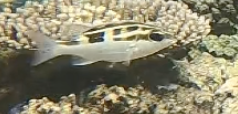 ヨコシマタマガシラ