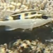 ヨコシマタマガシラ