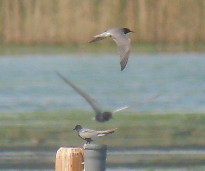 Black Tern