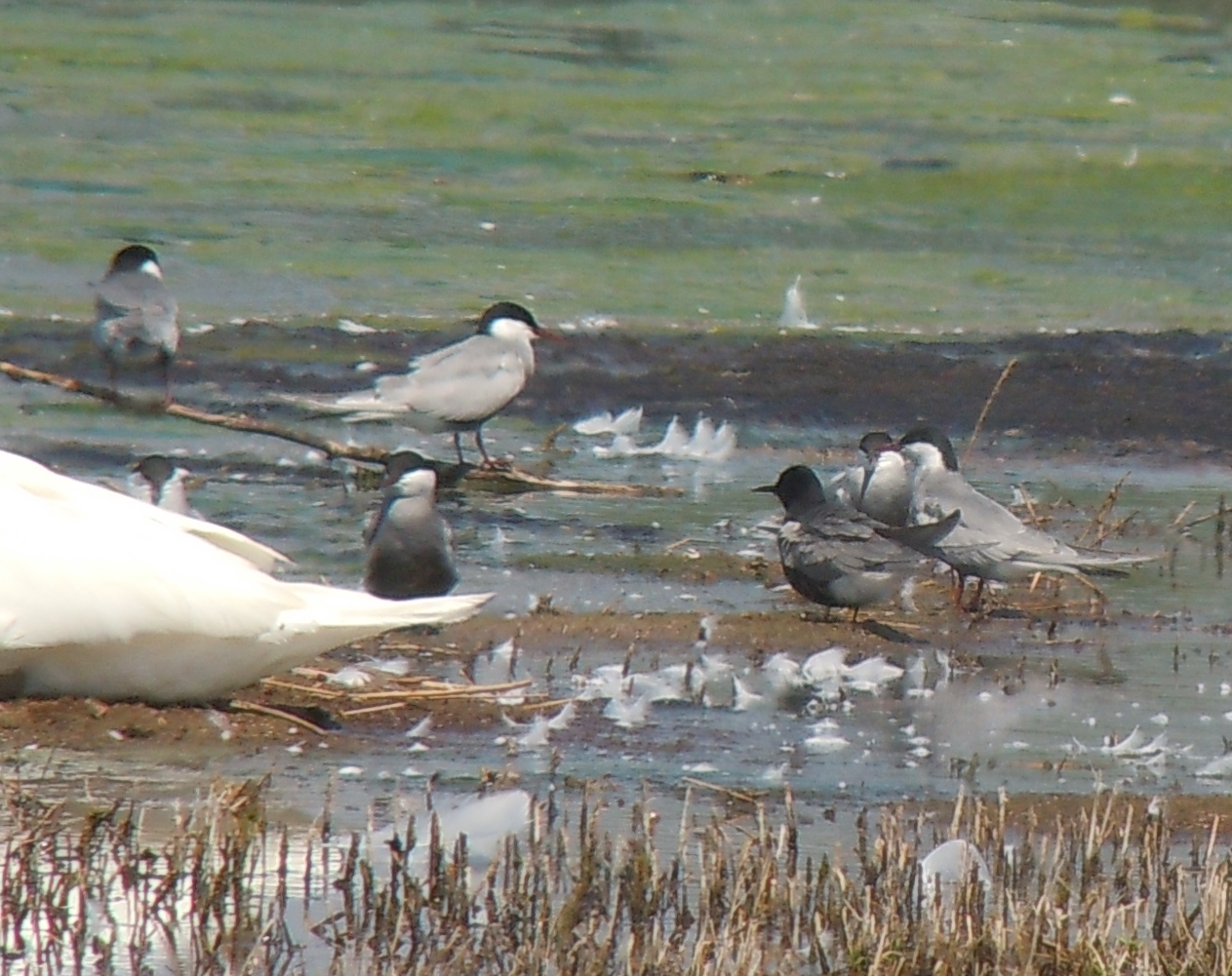 Black Tern