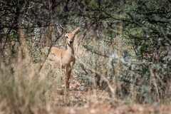 Raphicerus campestris steinhardti