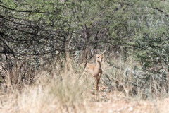 Raphicerus campestris steinhardti
