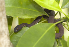 Shore Pit Viper photo 2