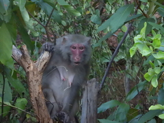 Macaca mulatta