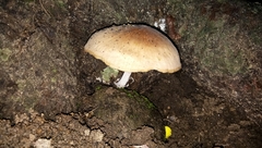 Agaricales