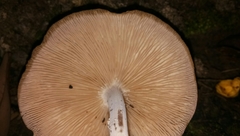 Agaricales