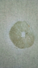 Agaricales