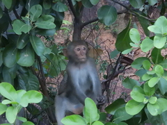 Macaca mulatta