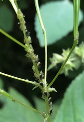 Impatientinum asiaticum