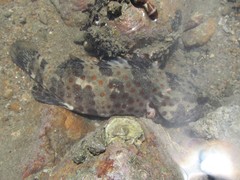 Epinephelus coioides