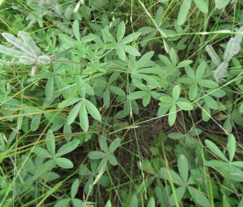 Image of Lupinus subcarnosus by (c) Linda Jo Conn, some rights reserved (CC BY)