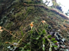Bulbophyllum cernuum