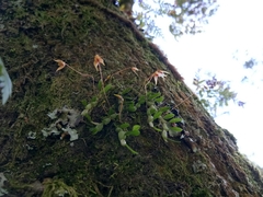 Bulbophyllum cernuum