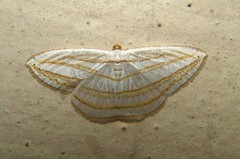 Orthocabera sericea