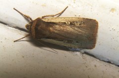 Ochropleura
