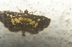 Eurrhyparodes bracteolalis