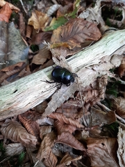 Anoplotrupes stercorosus