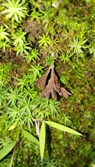 Thelephora multipartita