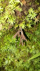 Thelephora multipartita