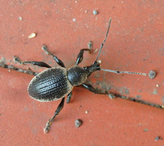 Otiorhynchus vehemens