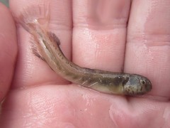 Omobranchus germaini