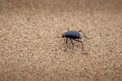 Onymacris unguicularis