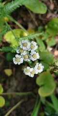 Achillea alpina camtschatica