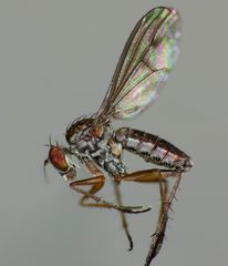 Tetrachaetus bipunctatus