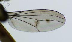 Tetrachaetus bipunctatus