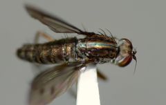 Tetrachaetus bipunctatus