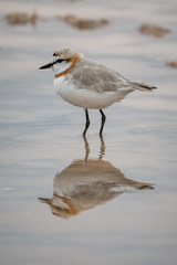 Charadrius pallidus
