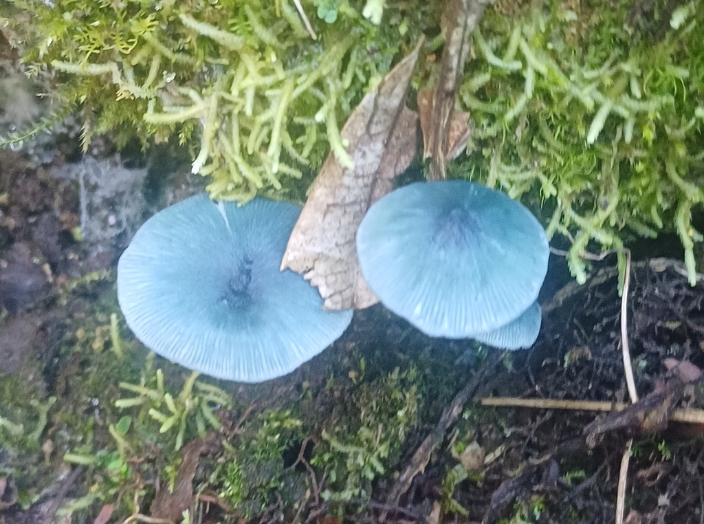 Clitocybula azurea · April 2025 · photo: © monics (iNaturalist, cc-by)