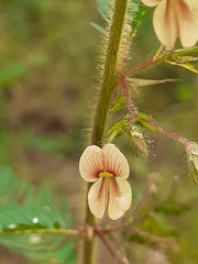 Aeschynomene