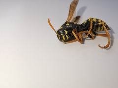 Polistes associus