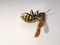 Polistes associus