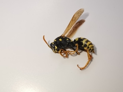 Polistes associus