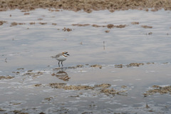 Charadrius pallidus