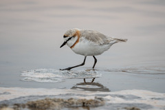 Charadrius pallidus