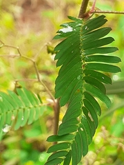 Aeschynomene