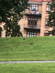 Corvus cornix