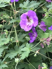 Apis mellifera