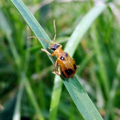 Phyllobrotica quadrimaculata