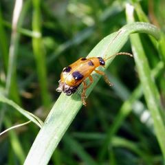 Phyllobrotica quadrimaculata