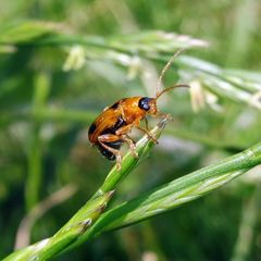Phyllobrotica quadrimaculata
