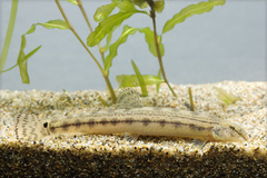 Japanese Striped Loach photo 1