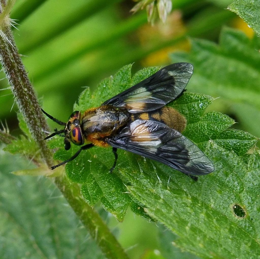 Splayed Deerfly