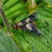 Splayed Deer Fly - Photo (c) Barry Walter, some rights reserved (CC BY), uploaded by Barry Walter